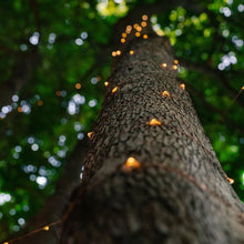 Load image into Gallery viewer, Litehouse Solar Copper Wire LED Fairy Lights Warm White
